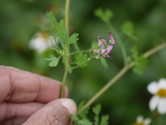 Fumaria indica