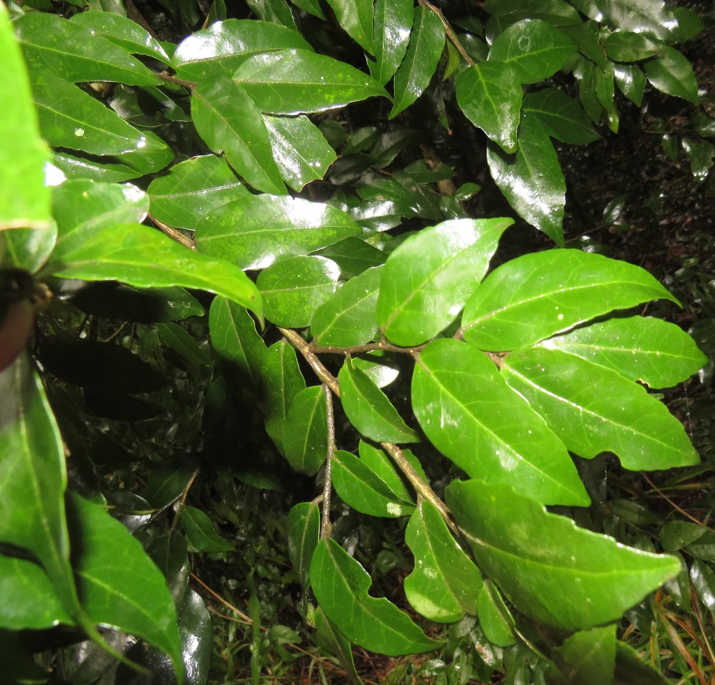 Forest Ironplum