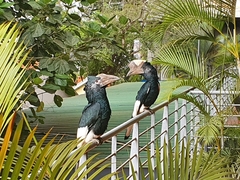Bycanistes subcylindricus
