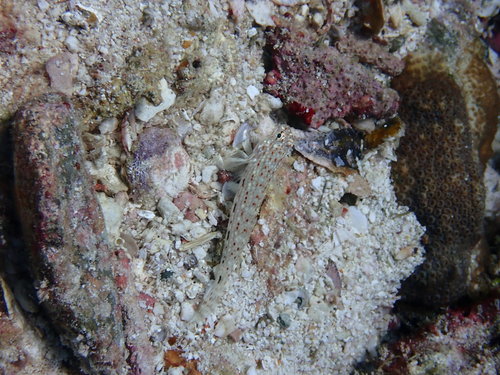 Decorated sand-goby