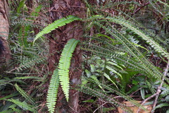 Lindsaea merrillii