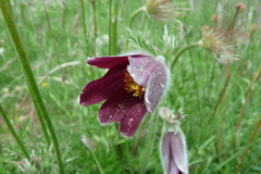Pulsatilla rubra