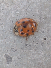 Harmonia axyridis