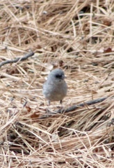 Junco hyemalis dorsalis