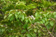 Ehretia longiflora