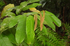 Fissistigma glaucescens