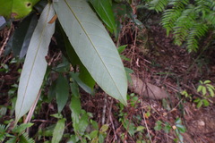 Fissistigma glaucescens