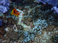 Amphiprion ephippium