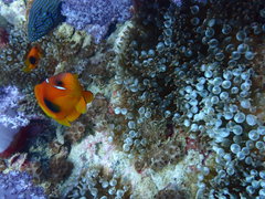 Amphiprion ephippium