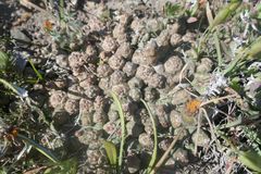 Euphorbia globosa