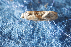 Cochylidia heydeniana