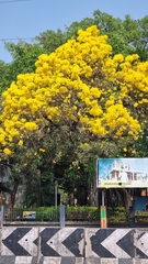 Tabebuia aurea