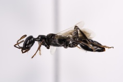 Ampulex canaliculata