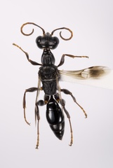 Ampulex canaliculata