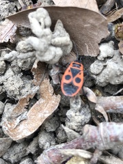 Pyrrhocoris apterus