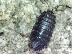 Porcellio debueni