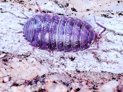 Porcellio debueni