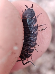 Porcellio debueni
