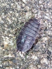 Porcellio debueni