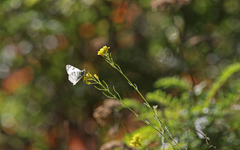 Euchloe eversi