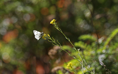 Euchloe eversi