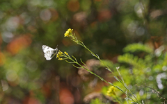 Euchloe eversi