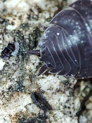 Porcellio debueni