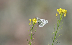 Euchloe eversi