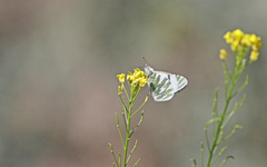 Euchloe eversi