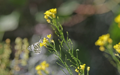 Euchloe eversi