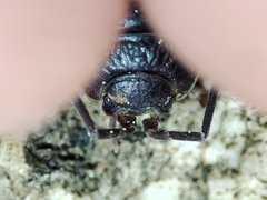 Porcellio debueni