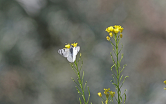 Euchloe eversi
