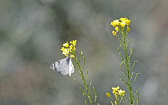 Euchloe eversi