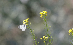 Euchloe eversi