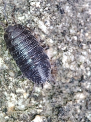 Porcellio debueni
