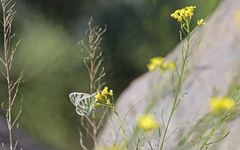 Euchloe eversi