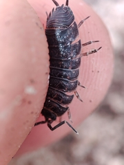 Porcellio debueni