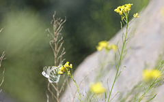 Euchloe eversi