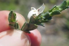 Justicia orchioides