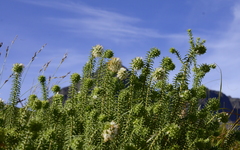 Stilbaceae