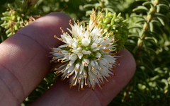 Stilbaceae