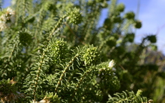 Stilbaceae