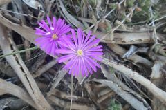 Trichodiadema barbatum