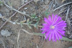 Trichodiadema barbatum