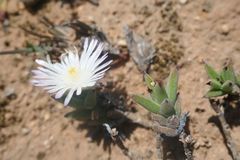 Trichodiadema orientale