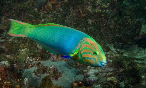 Geelgroene lipvis (Thalassoma lutescens) — Labridae