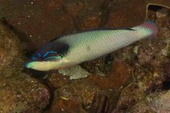 Anampses neoguinaicus