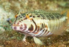 Parapercis stricticeps