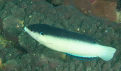 Anampses neoguinaicus