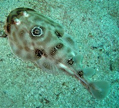 Diplobatis ommata